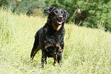 BEAUCERON 459